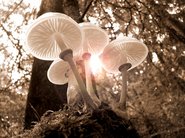 Weiße Pilze im Sonnenlicht