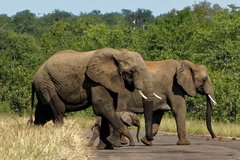 Elefanten mit Jungtier überqueren eine Straße im Kruger-Nationalpark