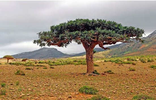 Weihrauchbaum in der Wüste