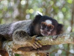 SeidenÄffchen In Brasilien.