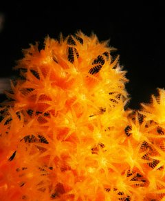 Orangefarbene Koralle