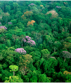 Baumkronen des Regenwaldes aus der Luft.