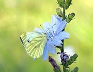 Ein Weißer Schmetterling Auf Einer Blüte
