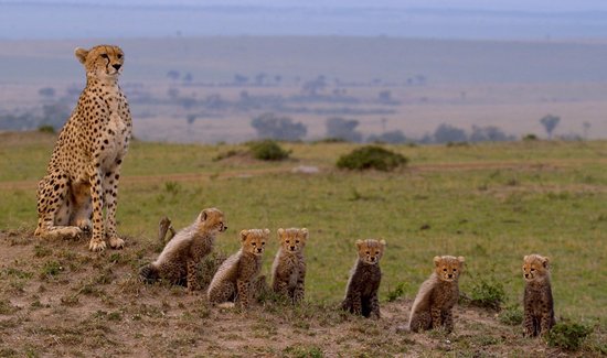 Gepardin mit sechs Jungen