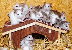 Viele Mäuse in einem Käfig