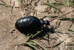 Schwarzer Käfer auf Sandboden