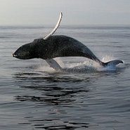 Buckelwal springt aus dem Wasser