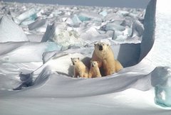 Eisbärin mit zwei Jungtieren in freier Wildbahn