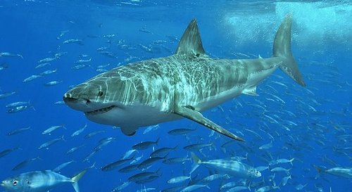 Weißer Hai in einem Thunfischschwarm