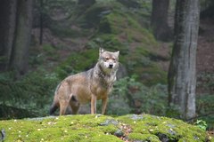 Wolf auf einem Felsen im Bayerischen Wald