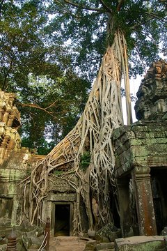 Würgefeige am Tempel in Angkor