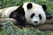 Pandabär im Zoo