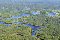 Amazonas-Regenwald aus der Luft