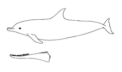 Delfin und seine Zähne
