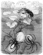 Drei Wasserspinnen, Zeichnung