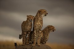 Gepardfamilie auf Ansitz