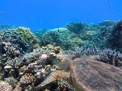 Meeresschildkröte und Korallen.