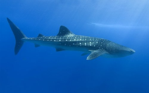 Walhai im Meer