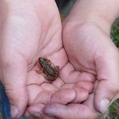 Wiese, Lebensraum, Frosch auf Kinderhand
