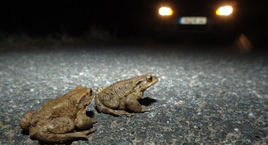 Krötenpaar auf nächtlicher Straße im Licht von Autoscheinwerfern