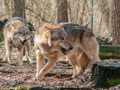 Zwei Wölfe im Gehege