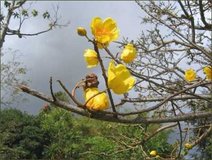 Gelb Blühender Baum In den Tropen