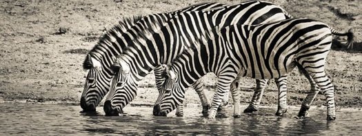 Vier Zebras Trinken An Einer Wasserstelle