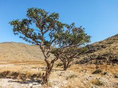 Weihrauchbaum in Wüstenlandschaft 