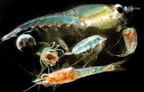 Zooplankton unter dem Mikroskop