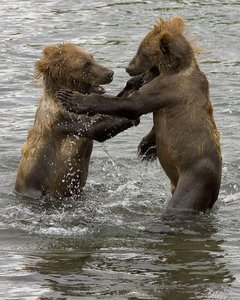 Zwei junge Braunbären.