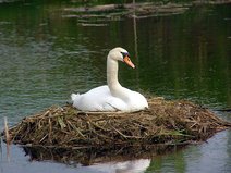 Höckerschwan auf Nest im Wasser