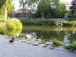 Enten und Bäume an einem Teich