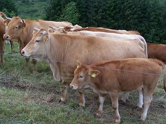 Glanrinder - Kühe und Kälber