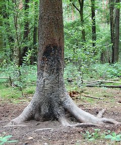 Malbaum im Wald