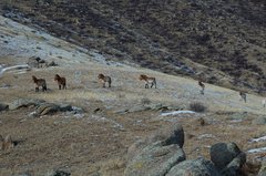 Przewalski-Pferde auf grasbewachsenem Hügel im Winter