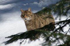 Wildkatze im Schnee.
