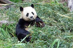 Großer Panda mit Bambus