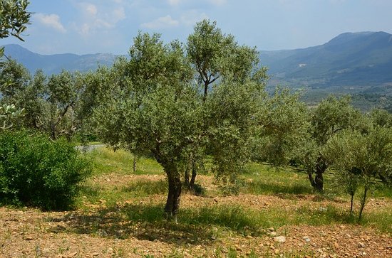 Olivenbaum in Plantage