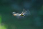Liebelle im Flug.