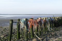 Holzpfähle am Nordseestrand mit daran hängen gebliebenen Plastiknetzen