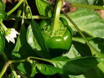 Paprikapflanze mit grüner Paprika
