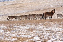 Przewalski-Pferde in der mongolischen Steppe