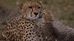 Gepardin mit einem Jungtier
