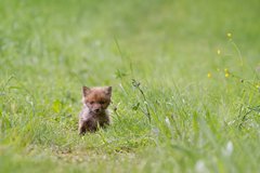 Fuchswelpe im Gras
