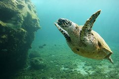 Karettschildkröte im Meer