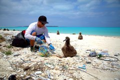 Mann sammelt am Strand Plastik in der Nähe eines Albatros-Jungtieres