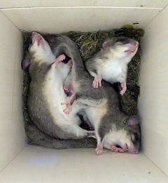 Drei Siebenschläfer schlafend im Nistkasten