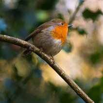 RotKehlchen Auf IlexZweig
