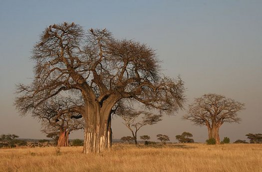 Kahle Affenbrotbäume zur Trockenzeit