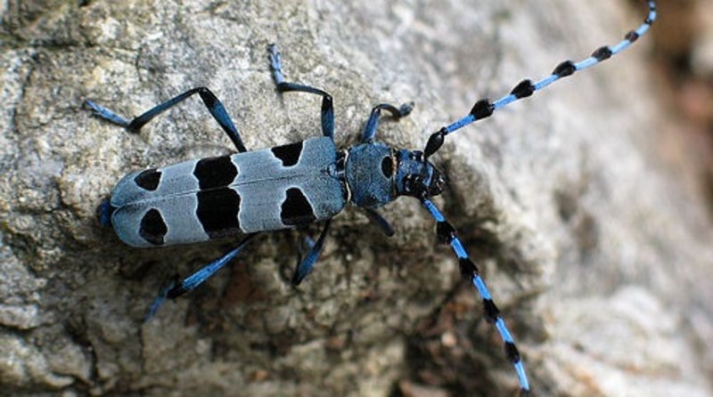 Tierarten – Käfer – Deutschlands Natur